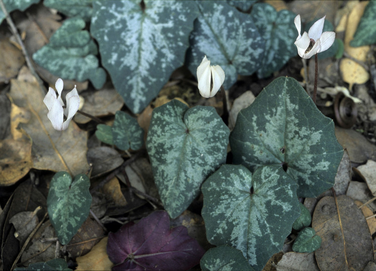 Cyclamen balearicum