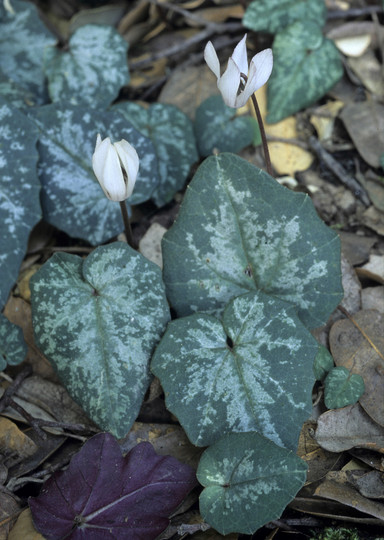 Cyclamen balearicum