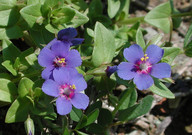 Anagallis arvensis ssp. caerulea