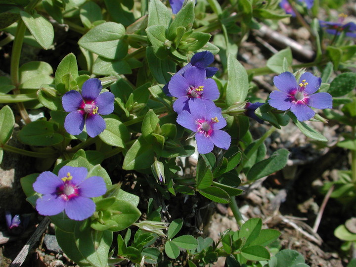 Anagallis arvensis ssp. caerulea