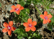 Anagallis arvensis ssp. arvensis