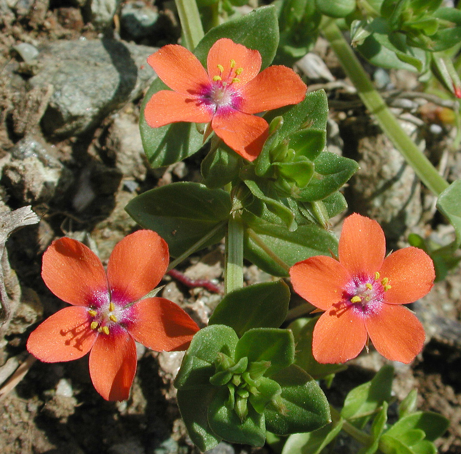 Anagallis arvensis ssp. arvensis