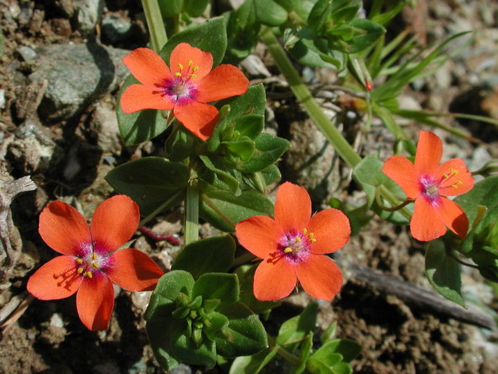 Anagallis arvensis ssp. arvensis