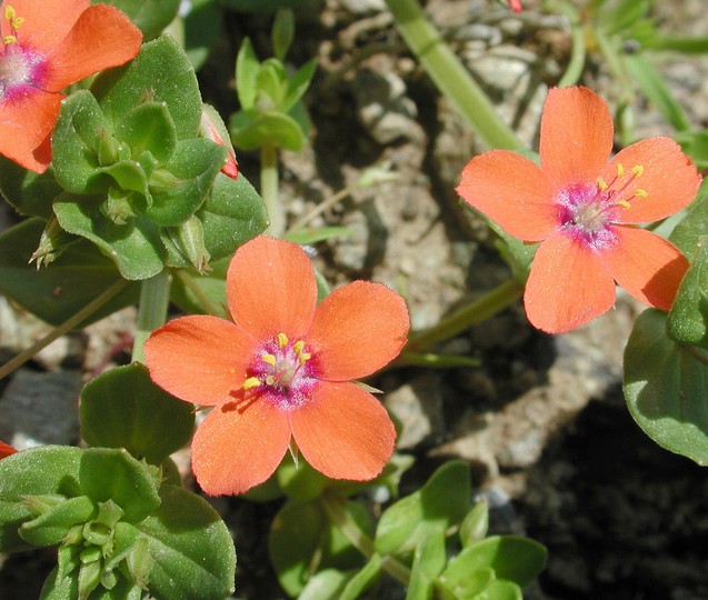 Anagallis arvensis ssp. arvensis