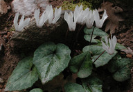 Cyclamen creticum