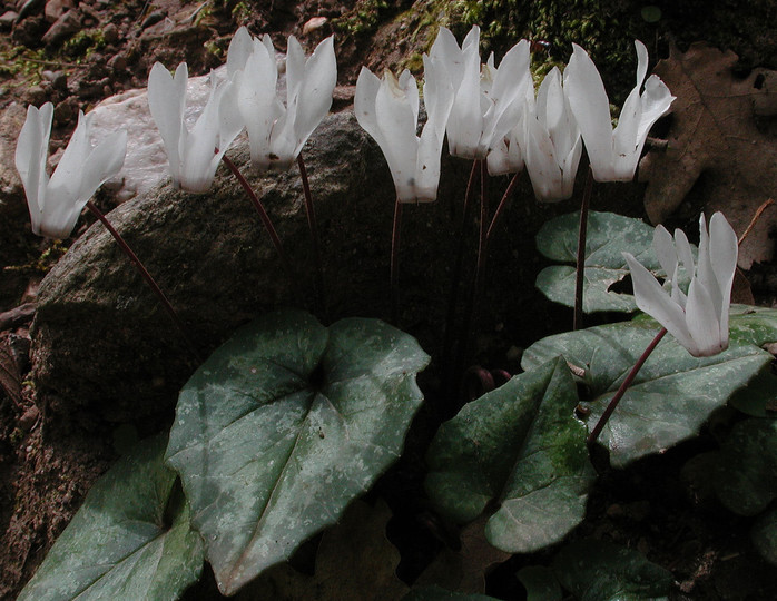 Cyclamen creticum