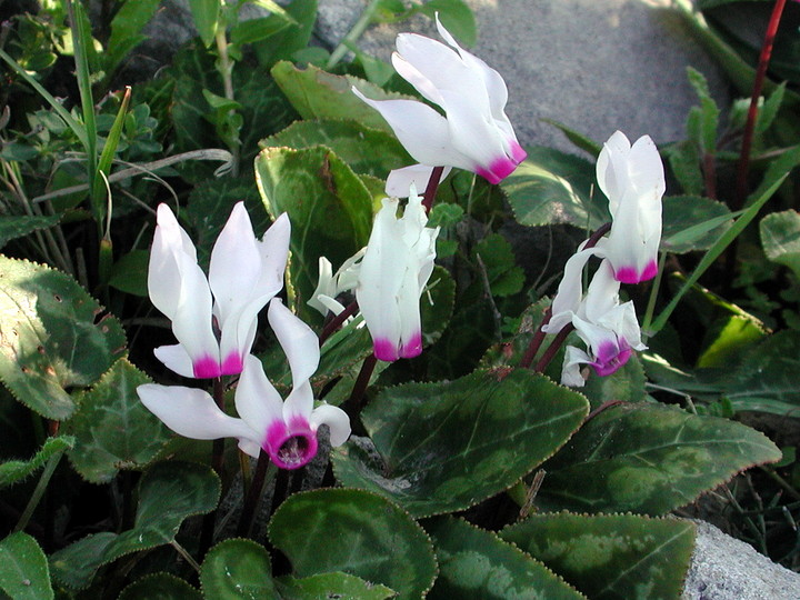 Cyclamen persicum