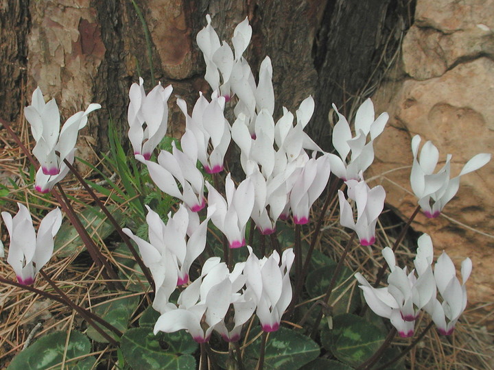 Cyclamen persicum