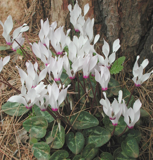 Cyclamen persicum