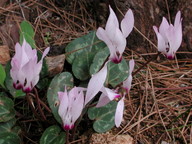 Cyclamen persicum