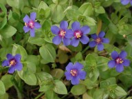 Anagallis arvensis ssp. caerulea