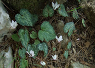 Cyclamen rhodium