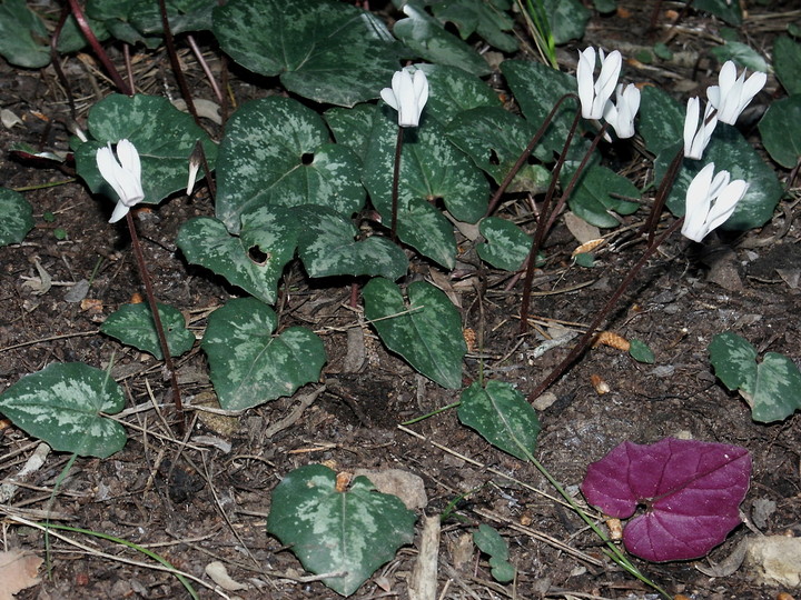 Cyclamen balearicum