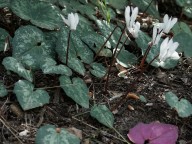 Cyclamen balearicum