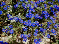 Anagallis monelli