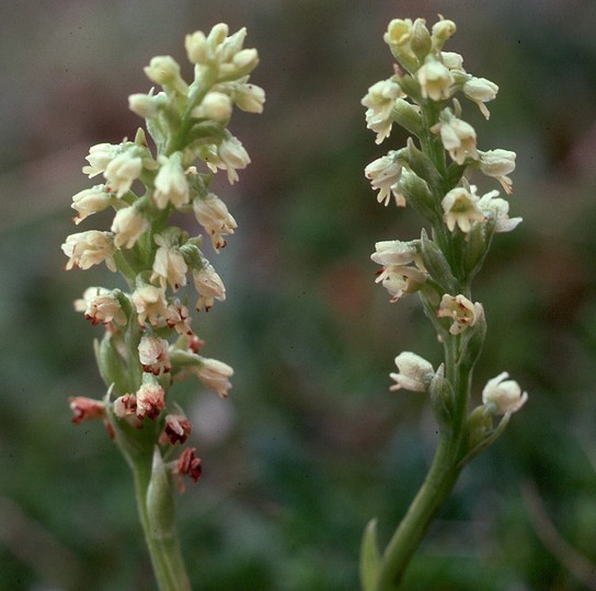 Pseudorchis albida