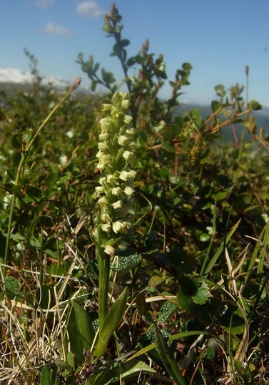 Pseudorchis straminea