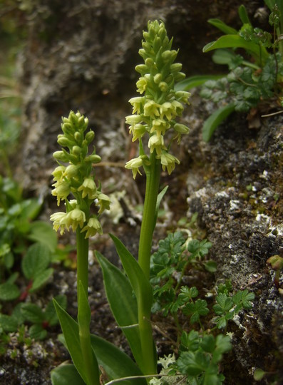 Pseudorchis straminea