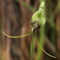 Pterostylis barbata