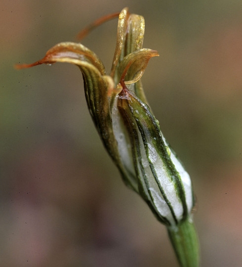 Pterostylis recurva