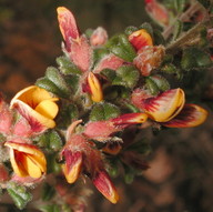 Pultenaea scabra