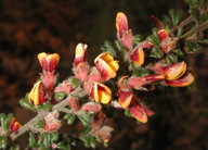 Pultenaea scabra