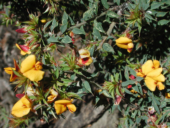 Pultenaea costata