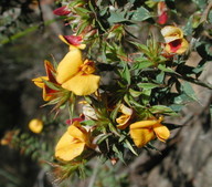 Pultenaea costata