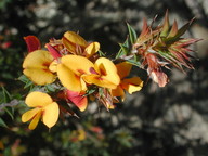 Pultenaea costata