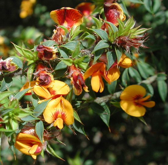 Pultenaea costata