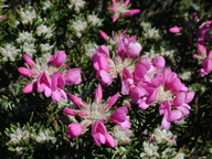 Pultenaea subalpina