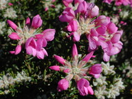 Pultenaea subalpina