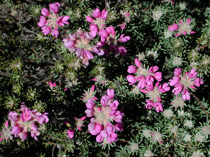 Pultenaea subalpina