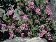 Pultenaea subalpina