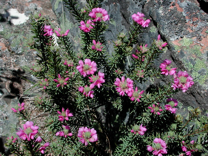 Pultenaea subalpina