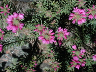 Pultenaea subalpina