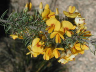 Pultenaea mollis