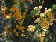 Pultenaea mollis