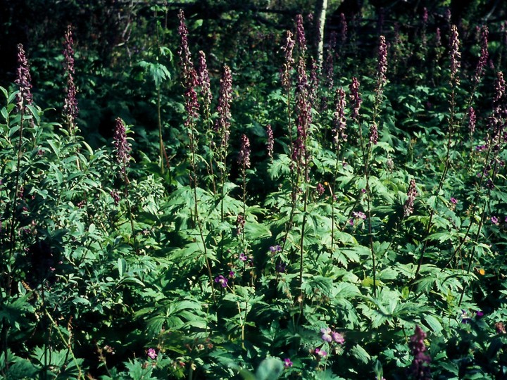 Aconitum septentrionalis