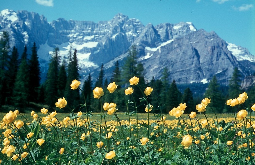 Trollius europaeus