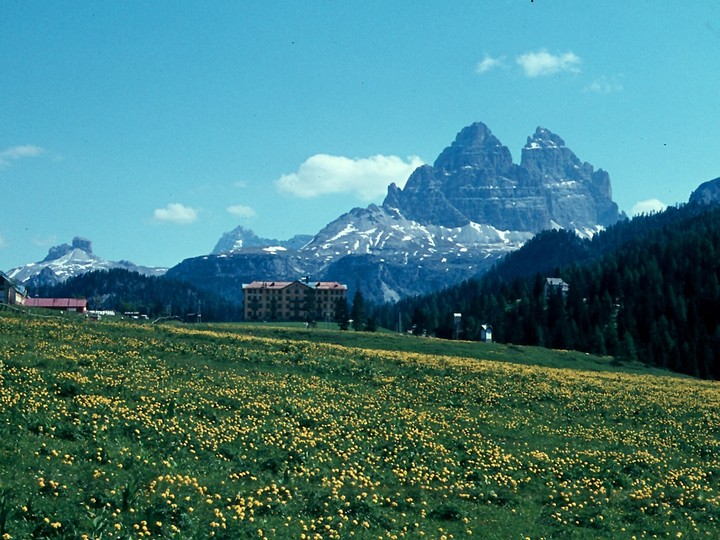 Trollius europaeus