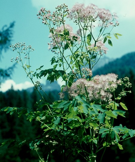 Thalictrum aquilegiifolium