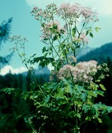 Thalictrum aquilegiifolium