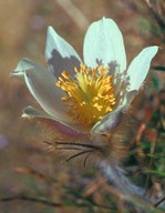 Anemone vernalis