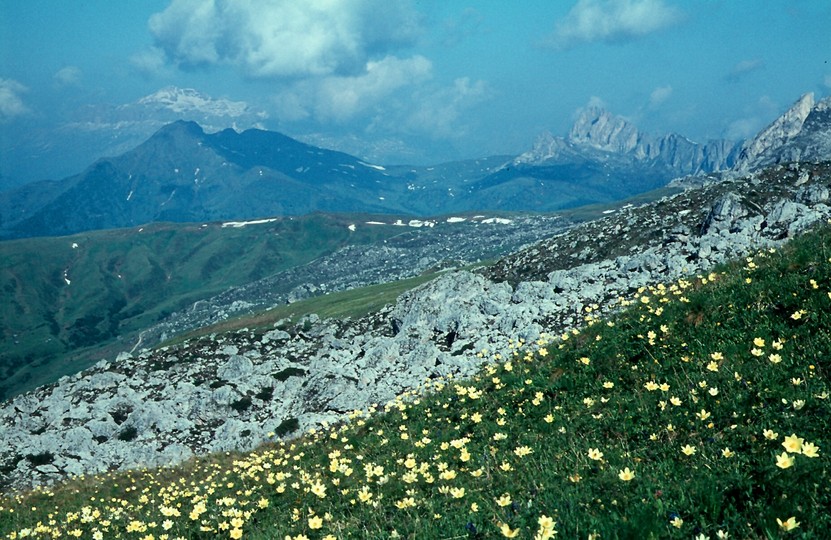 Pulsatilla alpina ssp. apiifolia