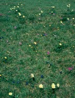 Pulsatilla alpina ssp. apiifolia