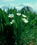 Ranunculus pyrenaeus ssp. plantagineus