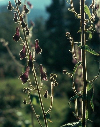 Aconitum septentrionalis