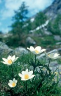 Pulsatilla alpina