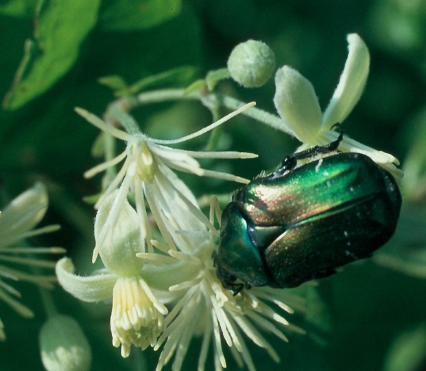 Clematis vitalba